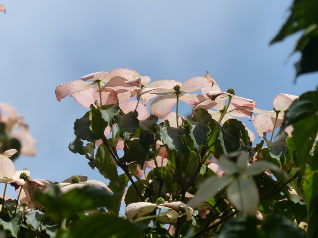 f0357487_1775351.jpg
