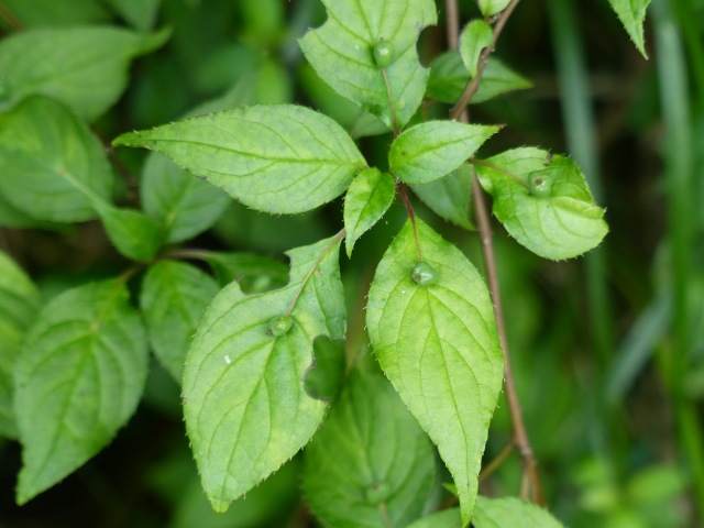 f0357487_2184178.jpg