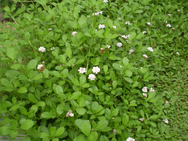 a0135990_21132049.jpg