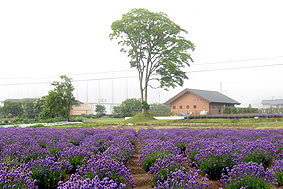 d0057701_18132947.jpg