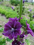 f0167635_1010061.jpg