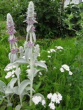 f0167635_10114787.jpg