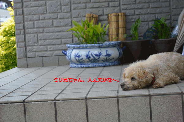 c0136736_10354459.gif