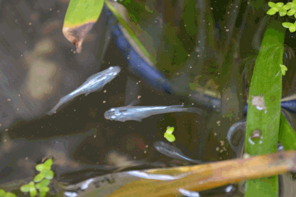 c0136736_10504136.gif