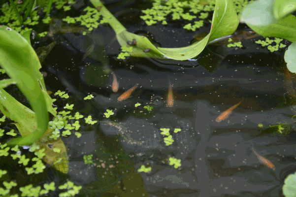 c0136736_10505219.gif
