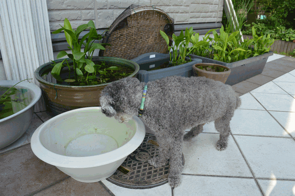 c0136736_105135.gif