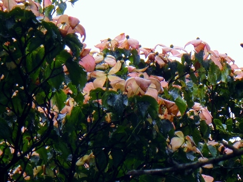 c0179351_20235147.jpg
