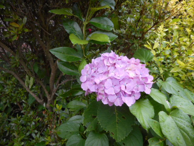 d0098363_1785271.jpg
