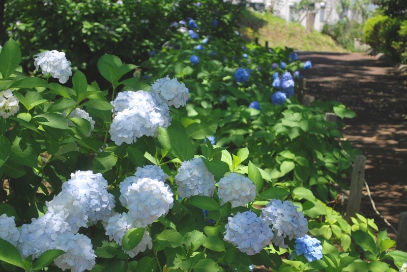 e0025300_1725744.jpg