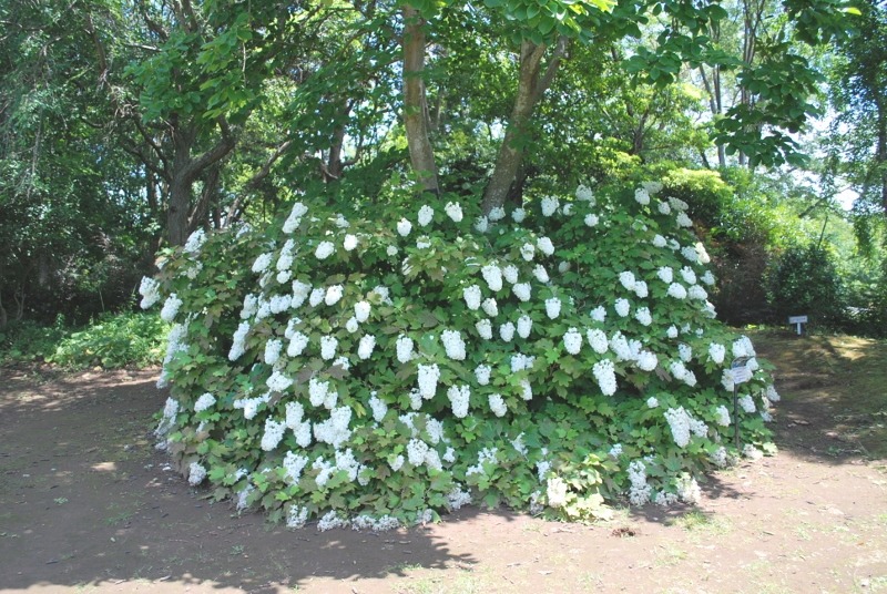 e0025300_17552587.jpg