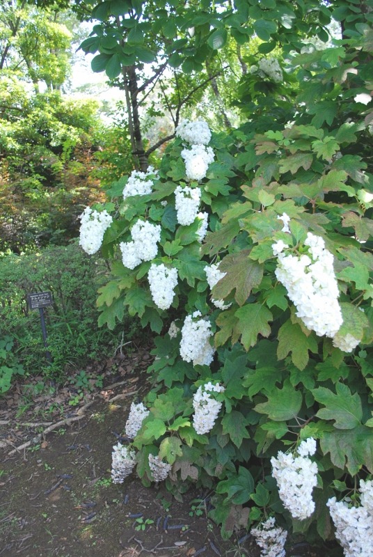 e0025300_17575927.jpg