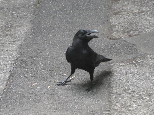 c0217931_1326611.jpg