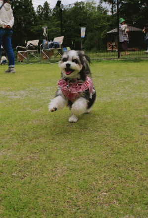 c0145250_10235277.gif