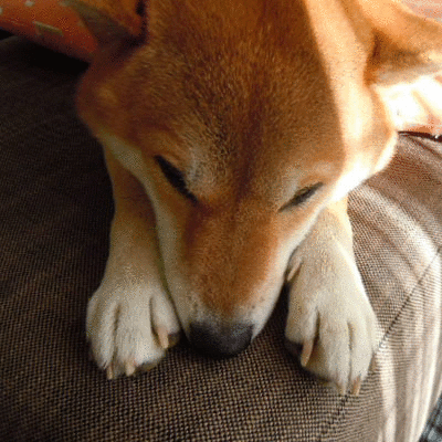 a0286855_6281269.gif