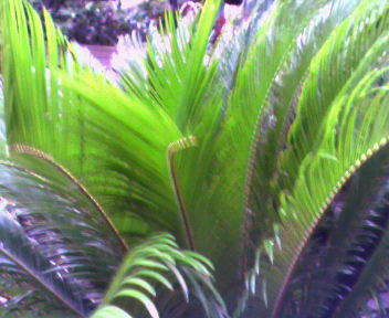 b0105259_1995736.jpg