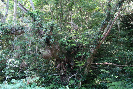 e0292172_2032172.jpg