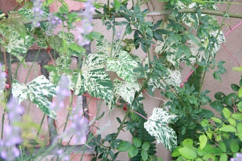 e0154682_00062651.jpg