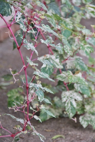 e0154682_00065346.jpg