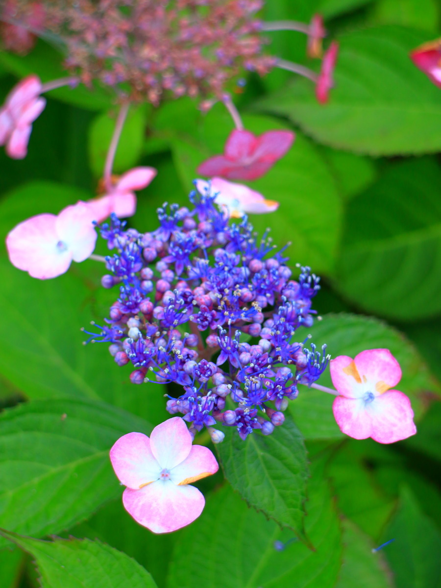 e0009009_11365315.jpg