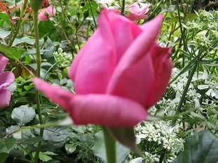f0325309_15080452.jpg