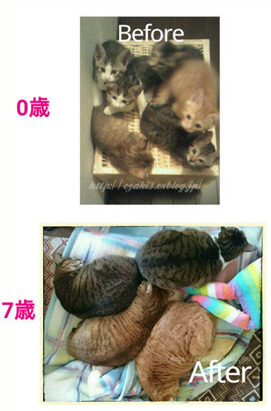 a0078020_22281648.png