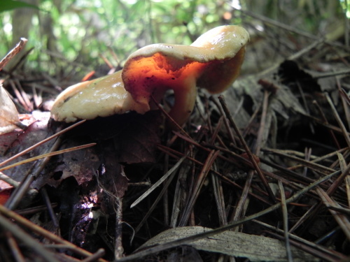 e0352220_09265734.jpg