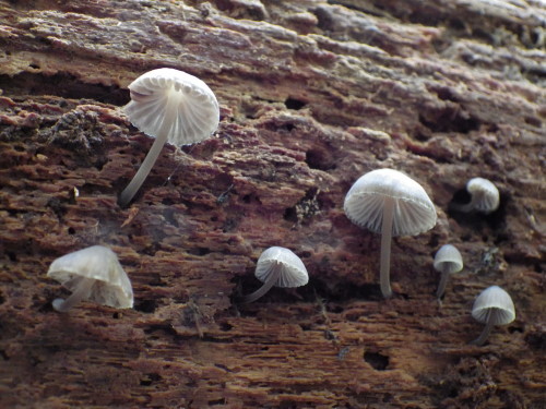 e0352220_09444182.jpg