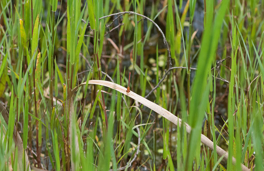 a0126632_14211262.jpg