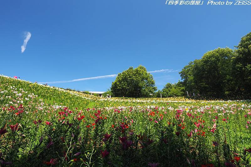 a0195032_15173339.jpg