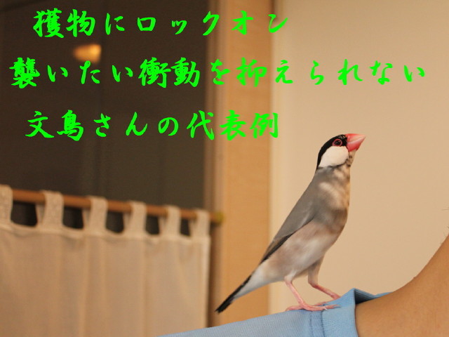 c0365734_19530911.jpg