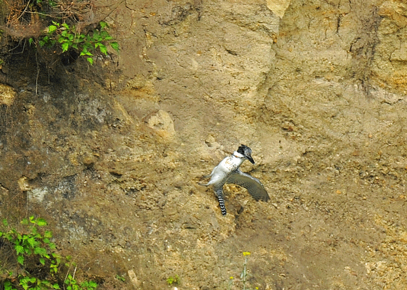 d0290240_05360776.gif