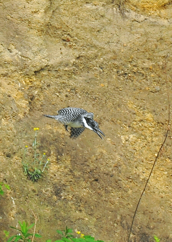 d0290240_05361591.gif
