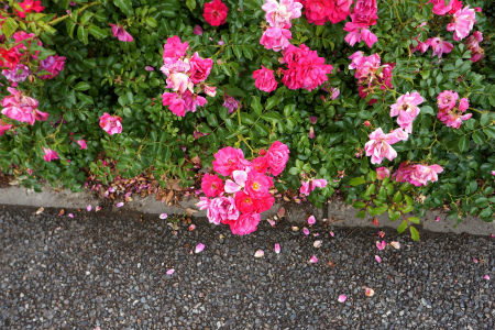 a0027641_14441195.jpg