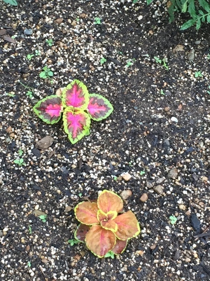 d0191844_16175817.jpeg