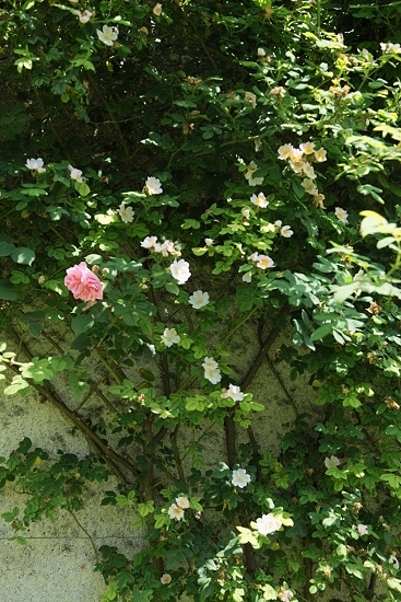 e0209997_2213166.jpg