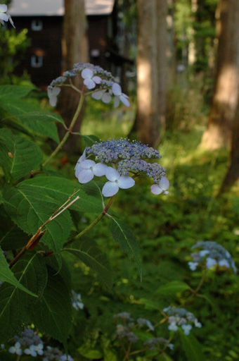 a0061599_7484943.jpg