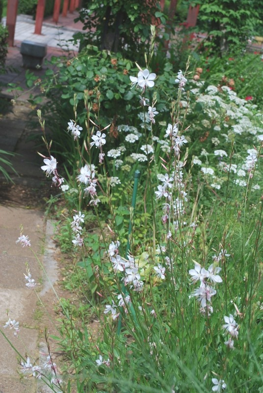 e0025300_2104769.jpg