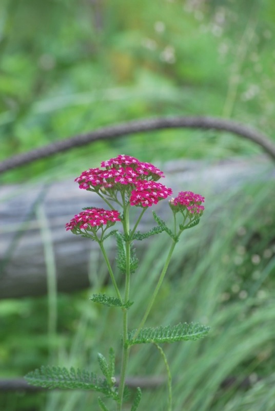 e0025300_2183667.jpg