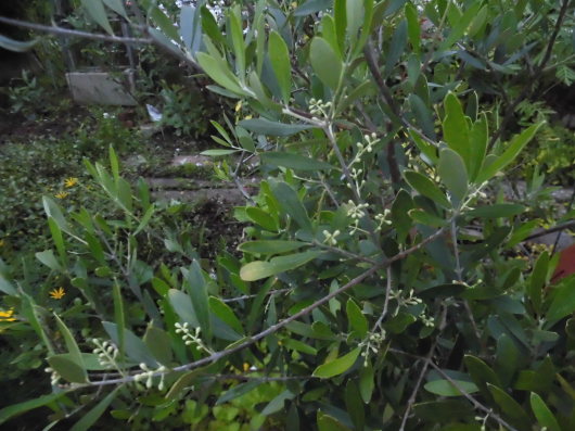 b0035611_20114535.jpg