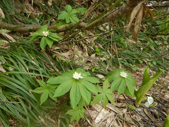 f0118332_1094420.jpg