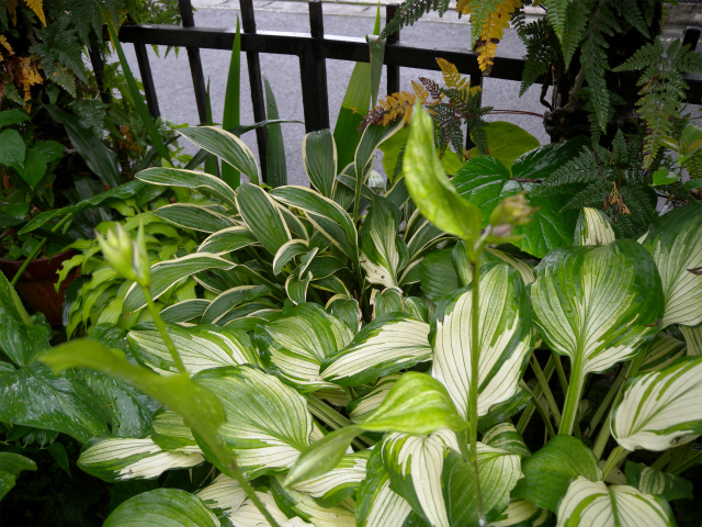 e0272335_1622023.jpg