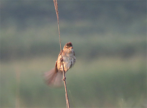 f0214649_4592699.jpg