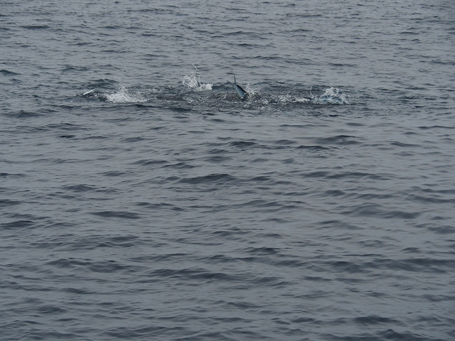 a0248152_18331260.jpg