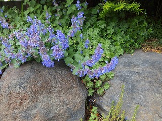 e0004756_21125036.jpg