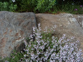 e0004756_21132660.jpg