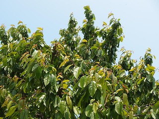 e0004756_21175213.jpg