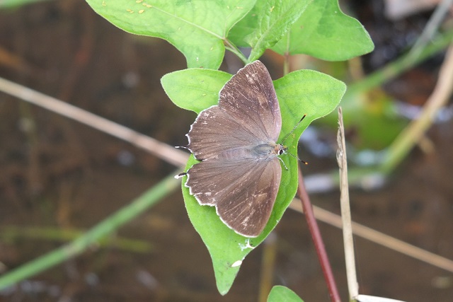 e0339873_1854224.jpg