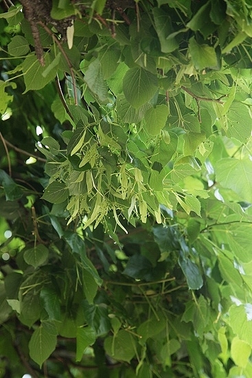 e0209997_1451253.jpg