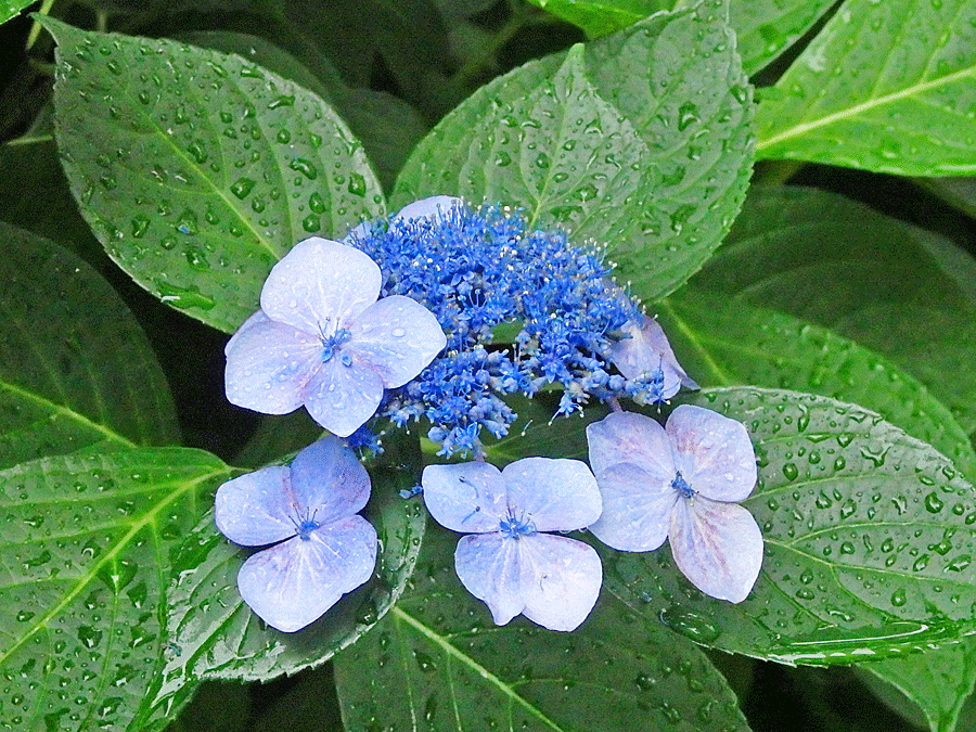 b0172203_16184938.gif