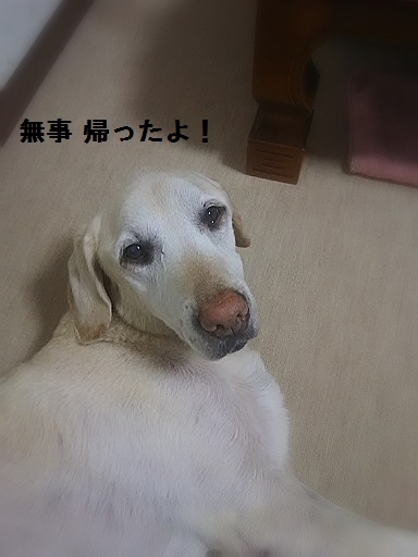 e0347508_1058269.jpg